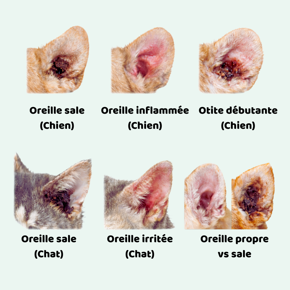 Clean'Ear : La Skincare animalière en 2 minutes